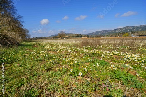 A field of grass with a few trees in the background