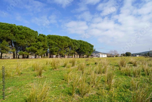 A field of grass with a few trees in the background