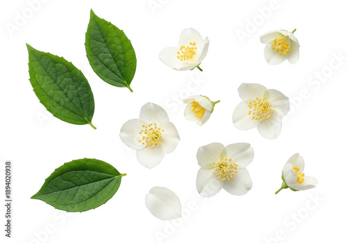 Delicate white jasmine flowers and green leaves on a black background
