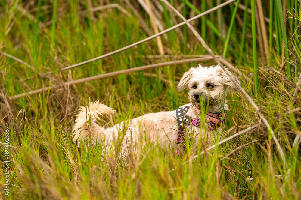 Fototapeta premium Little dog walking exploring tall grass countryside