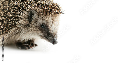 Junger Igel freigestellt auf weissem Hintergrund