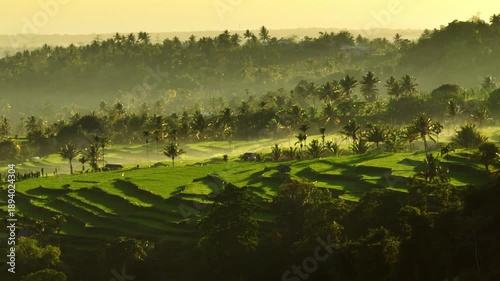 Lombok beautiful tropical landscape during sunrise. Senaru mountains showing vibrant green rice terraces and palm trees jungle rainforest covered by morning mist. Indonesia nature aerial view scene