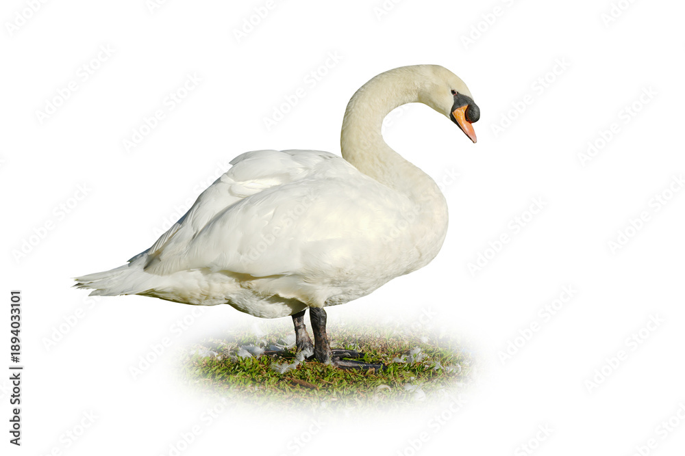 Fototapeta premium white swan isolated on white background. This has clipping path.