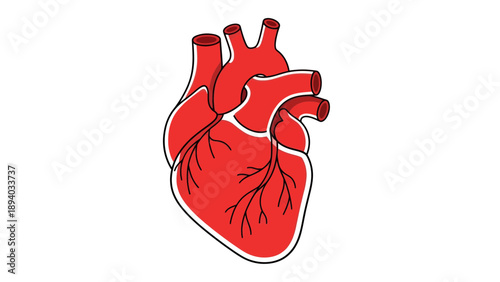 Human Heart Vector Illustration, Medical Anatomy Graphic, Cardiology Health Concept, Clean Design for Healthcare and Science