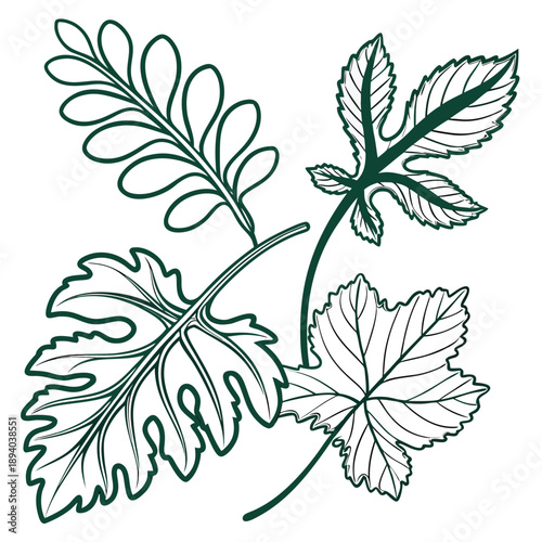Illustration of various leaves
