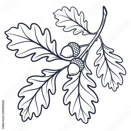 Illustration of oak leaves and acorns