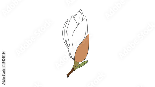 Simple white magnolia bud on a small branch is illustrated with clean lines and a hint of green to show the quiet beauty of early spring flowers.