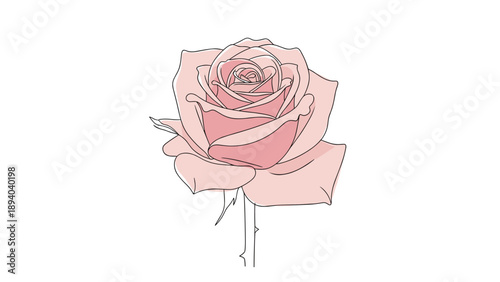 Beautiful pink rose head is shown in full bloom with soft petals and delicate details creating a romantic and elegant botanical illustration.