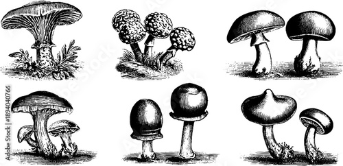 Vintage botanical study of milk cap mushrooms engraving for educational design