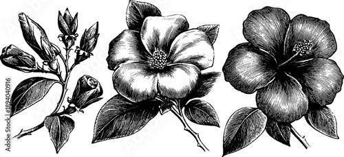 Vintage botanical engraving of floral reference plate for natural curiosity and study