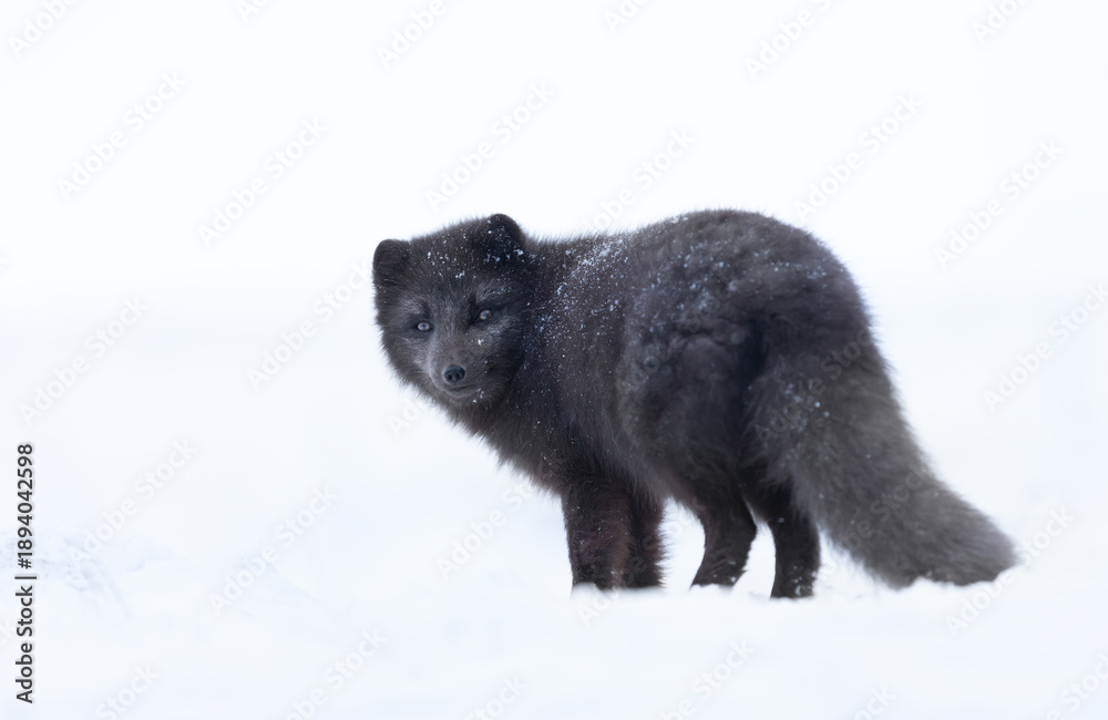 Fototapeta premium Blue morph Arctic fox walking in snowy white winter landscape