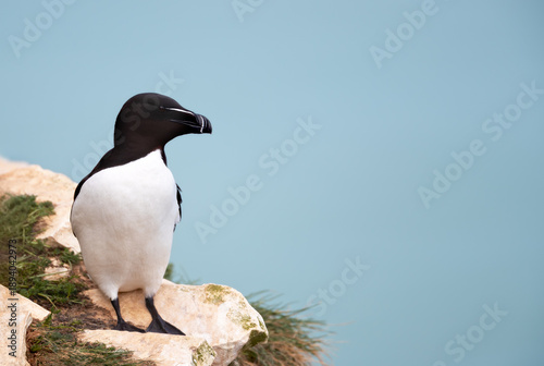 Foto Razorbill seabird perched on cliff edge by ocean
