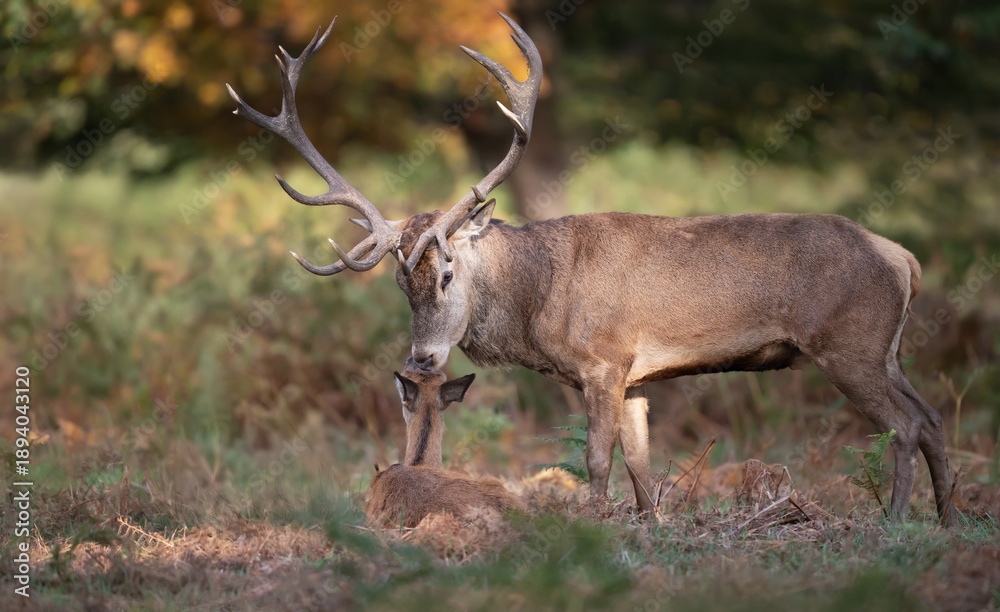 Obraz premium Red deer stag with hind during the rutting season in autumn
