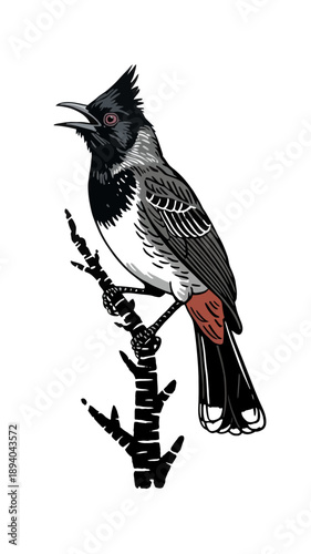 A detailed illustration showcases a red whiskered bulbul perched on a dark slender branch displaying its distinctive plumage high-quality professional modern elegant.