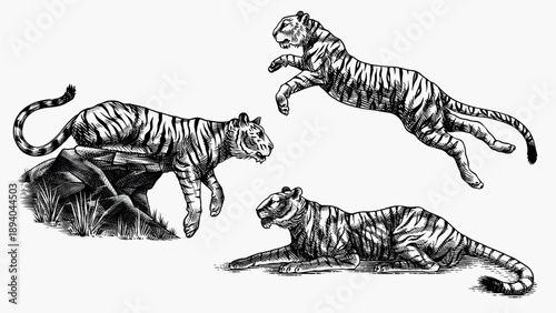 Realistic black and white Tigers drawing in very detailed old engraving style. Pen and ink used design with traditional tools.