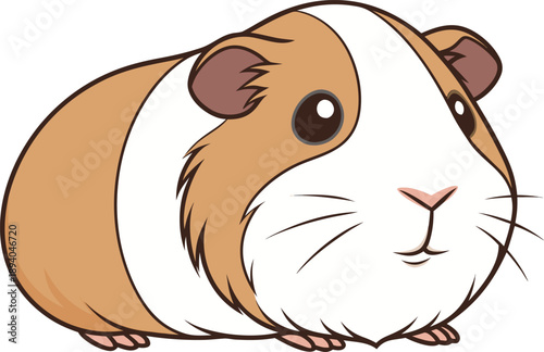 Guinea pig single animal illustration. Cute guinea pig animal illustration. Guinea pig pet animal design. Small guinea pig animal illustration. Guinea pig isolated animal design. Domestic guinea pig