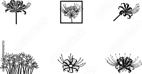 Collection of various spider lily flower designs and illustrations