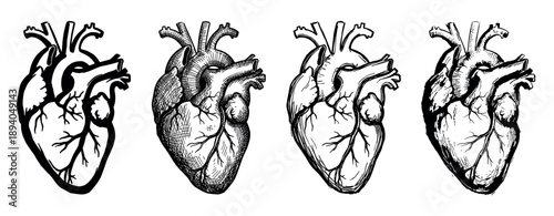 Four anatomical human heart illustrations in a hand-drawn sketch style showing different graphic techniques like outline, crosshatching, and engraving for medical concepts