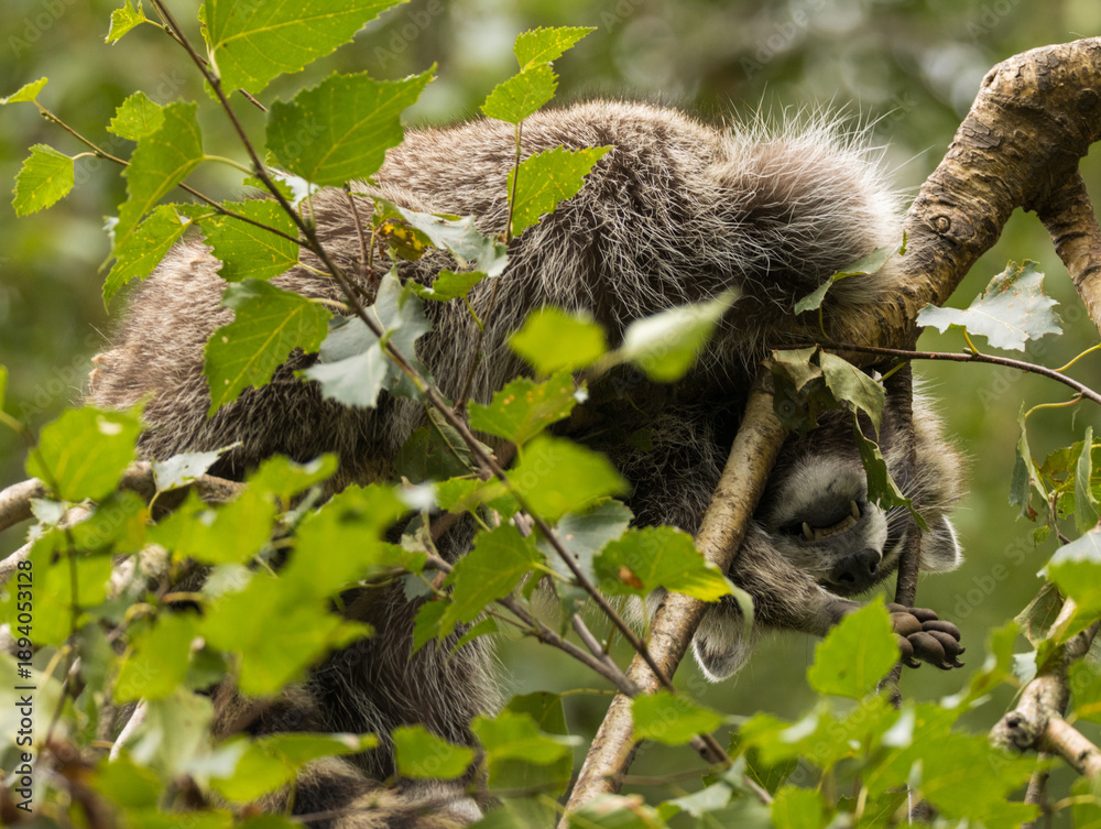 Obraz premium Paresseux