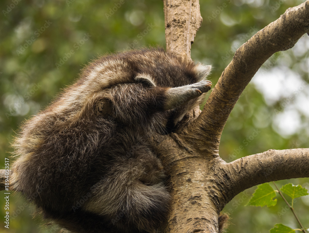 Obraz premium Paresseux