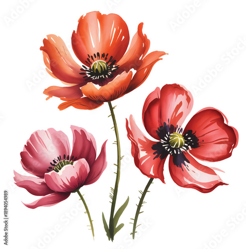 Elegant blooming poppy stems with flowing petals in hand-painted watercolor.