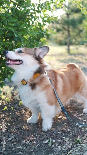 Active corgi dog standing outdoors and barking while looking up at tree leaves in green park on sunny day. Expressive pet behavior, alert mood, natural light, shallow depth of field, lifestyle video
