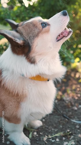 Active corgi dog standing outdoors and barking while looking up at tree leaves in green park on sunny day. Expressive pet behavior, alert mood, natural light, shallow depth of field, lifestyle video
