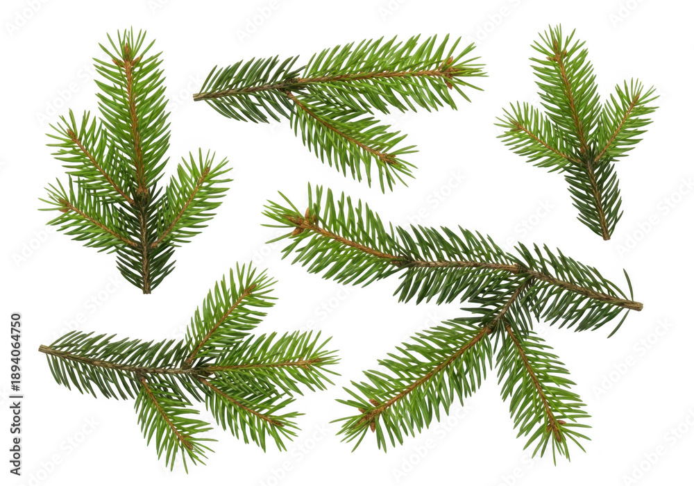 Obraz premium Green pine branches with dark background