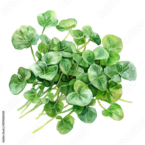 Watercress, semi-realistic fantasy style, subtle magical elements, soft glow, watercolor illustration, isolated on white background