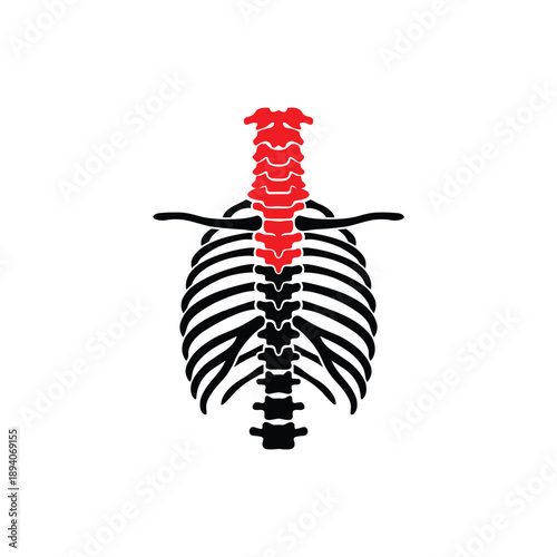 Human spine and rib cage diagram highlighting the cervical vertebrae in red color