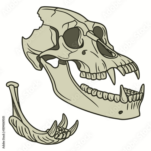 Realistic of ancient mandible skull jawbone fossil