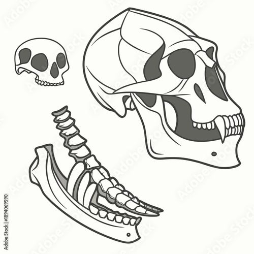 Prehistoric animal skulls and jawbone anatomy fossil