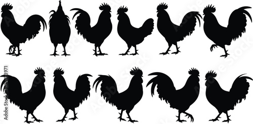 Rooster and chicken silhouette collection featuring farm poultry birds in multiple poses isolated on white background vector illustration