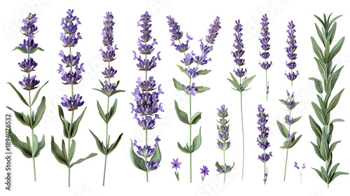Set of lavender sprigs and green herb branches in illustration style. Botanical floral clipart element isolated on a transparent background. Perfect for aromatherapy, organic design