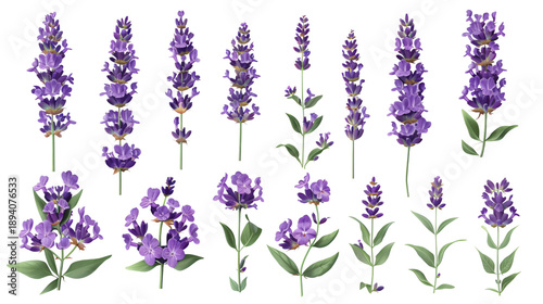 Set of various purple lavender and flowering plant sprigs in watercolor style. Floral clipart element isolated on a transparent background for greeting card design and spa branding.