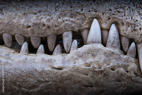 close up of a saltwater crocodile skull, showing teeth