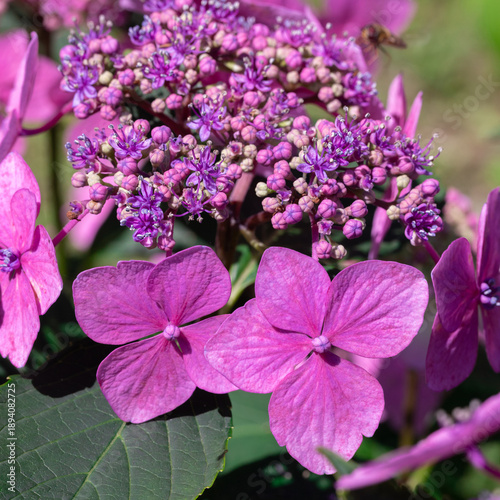 Pink Hydrangea Flowers With Purple Clusters in a Lush Garden Setting