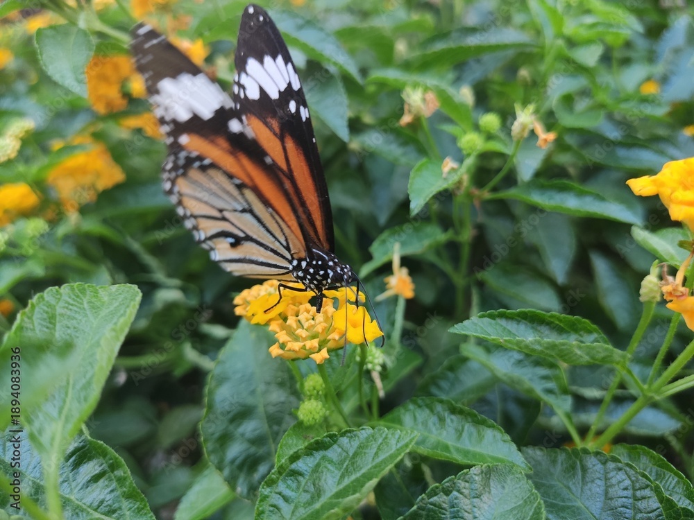 Obraz premium Butterfly on a flower
