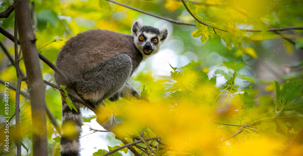 Fototapeta premium A lemur looking into the camera, sitting on a branch in the woods.