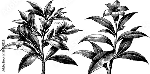 Oleander poisonous shrub botanical vintage engraving for design