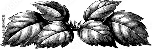 Vintage heraldic ornament with symmetrical leaves for botanical design