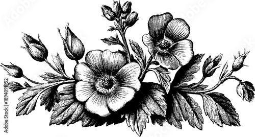 Vintage botanical heraldic medallion design with floral engraving for cards and posters