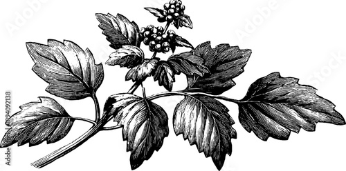 Mustard plant botanical illustration - vintage agricultural crop design for posters and labels