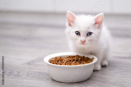 Canvas Print Cute white kitten eats from a bowl on a light background