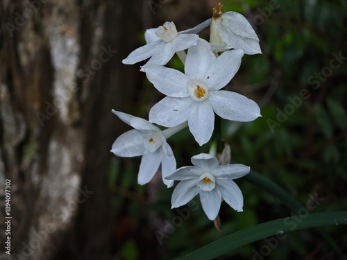 Narcissus papyraceus