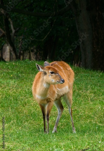 Tableau sur toile Sitatunga (Tragelaphus spekii)