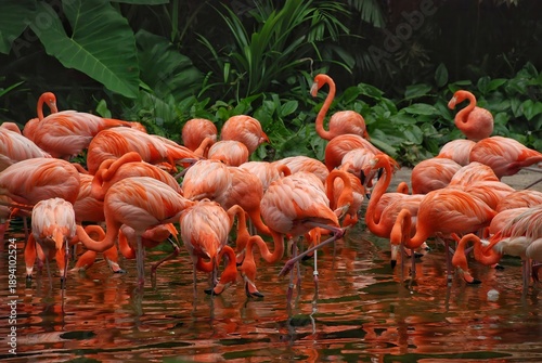 Pink flamingo in the zoo
