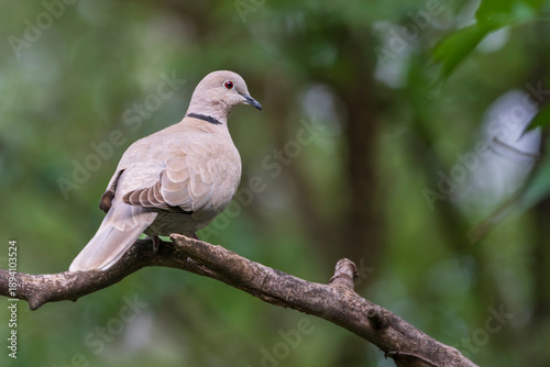 Foto European Turtle Dove (Streptopelia turtur)