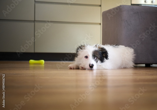 A cute little puppy is resting on the wooden floor of the kitchen next to a yellow toy bone.