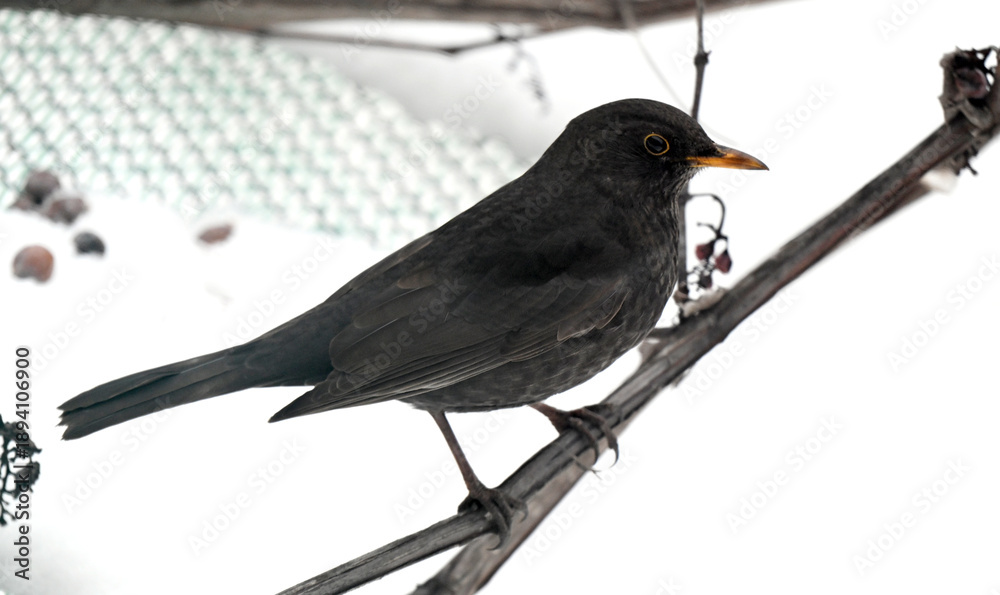 Fototapeta premium thrush on a grape vine in winter